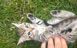 Bengal cats for sale: Bengal x Persian kittens - Image 12