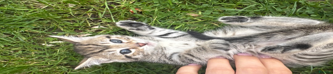 Bengal Kitten 5