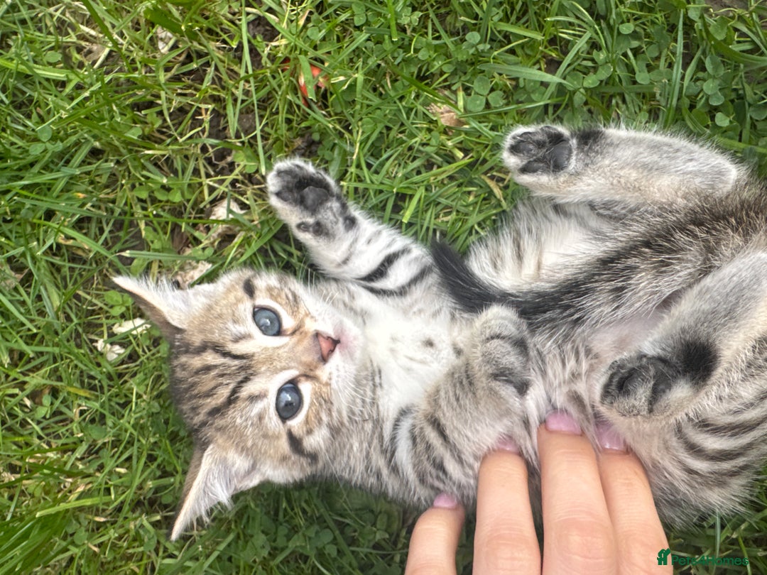Bengal cats for sale: Bengal x Persian kittens - Image 12