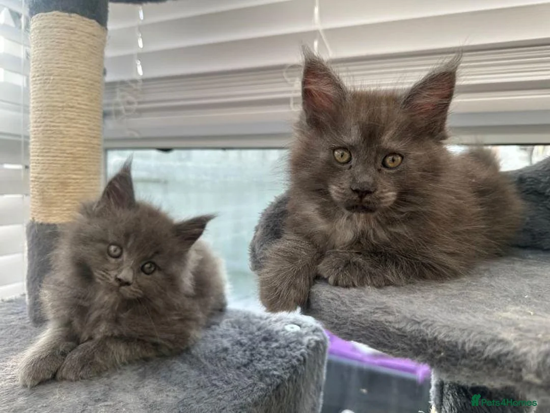 Maine Coon cats for sale:  Gorgeous Maine Coon Kittens for Sale  in London - Advert 4