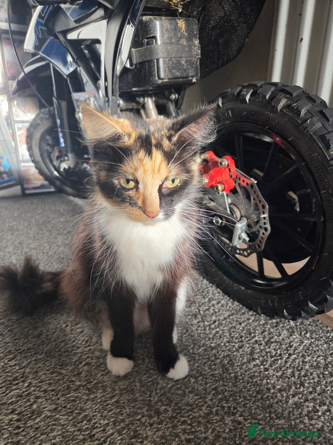 Mixed Breed cats for sale: 2 beautiful girl kittens  - Advert 1