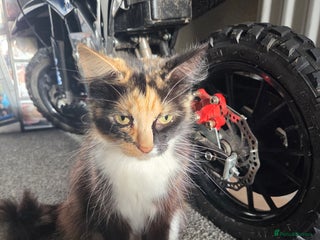 Mixed Breed cats 2 beautiful girl kittens - Advert 1