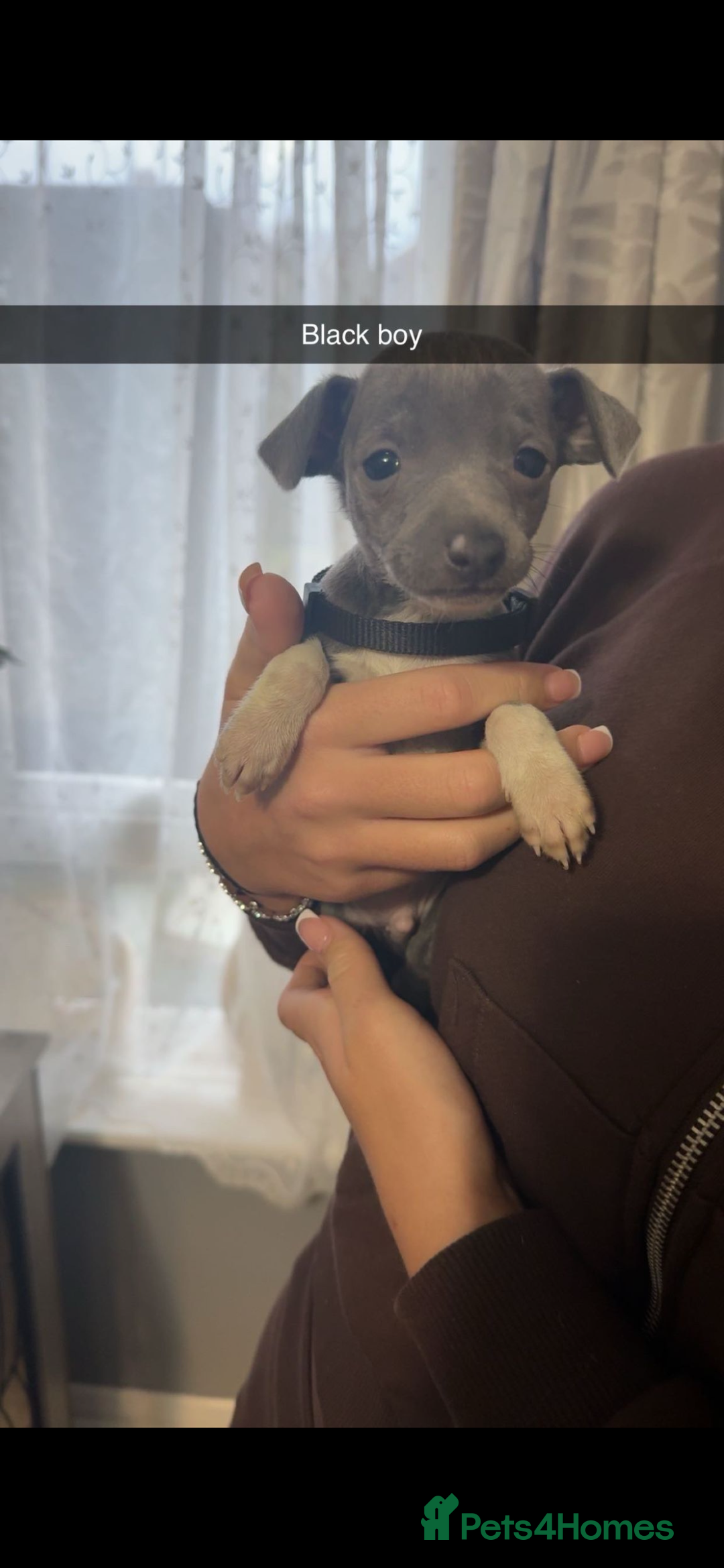 Italian Greyhound dogs for sale: 6 Beautiful Italian greyhounds - Advert 3