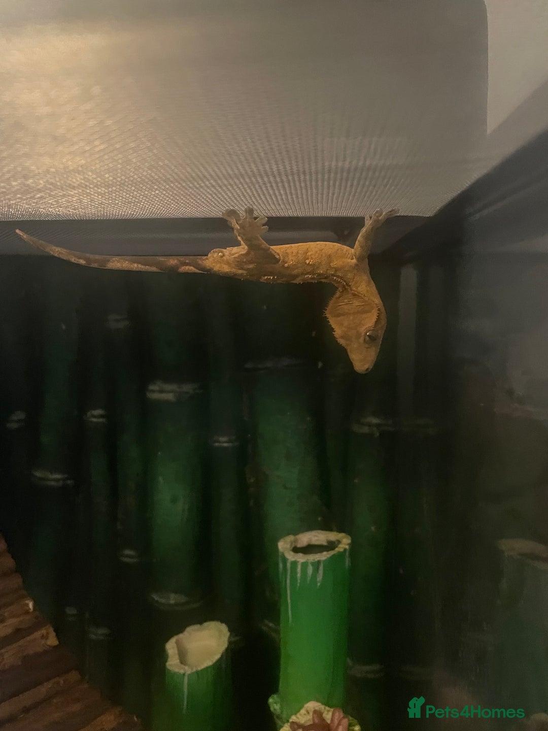 Gecko reptiles for sale: Crested Gecko - Image 2