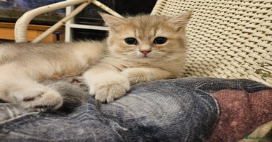 British Shorthair cats Stunning Lilac Golden British Shorthair kitten  - Advert 15