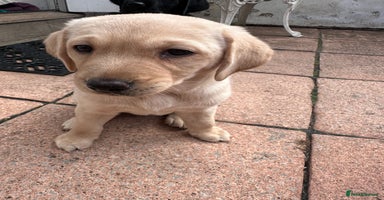 Labrador Retriever dogs - Advert 1
