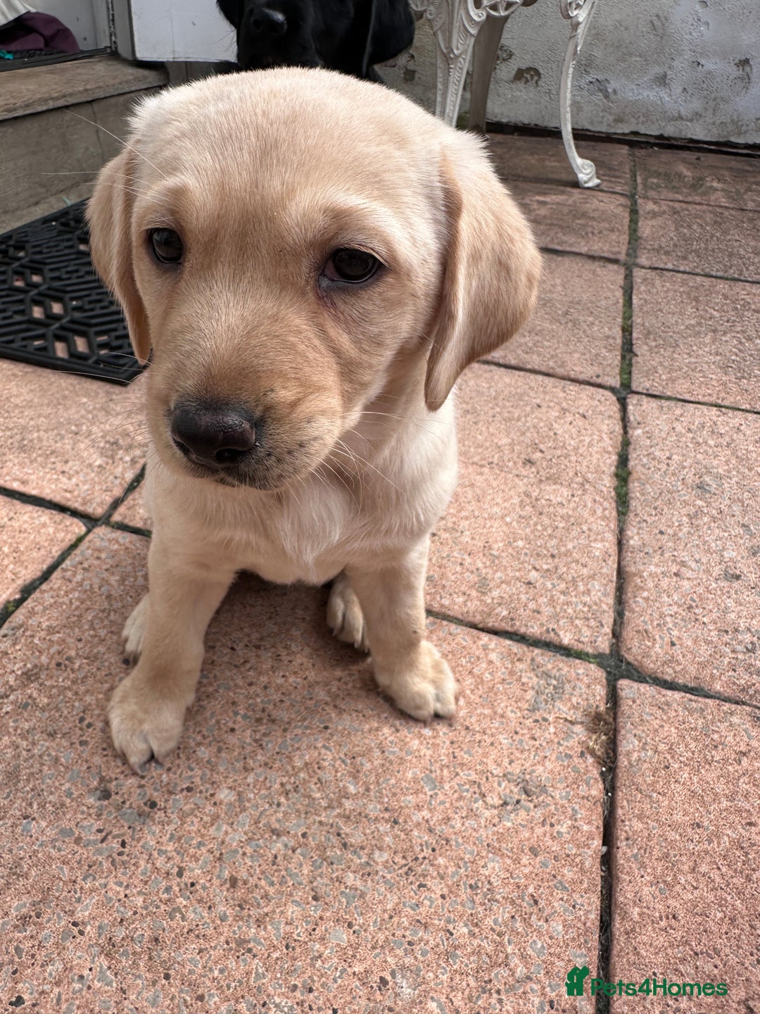 Labrador Retriever dogs for sale: Beautiful Labrador Puppies, Family Raised - Image 2