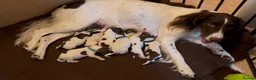 Springador dogs for sale: Meet the Family - Advert 15