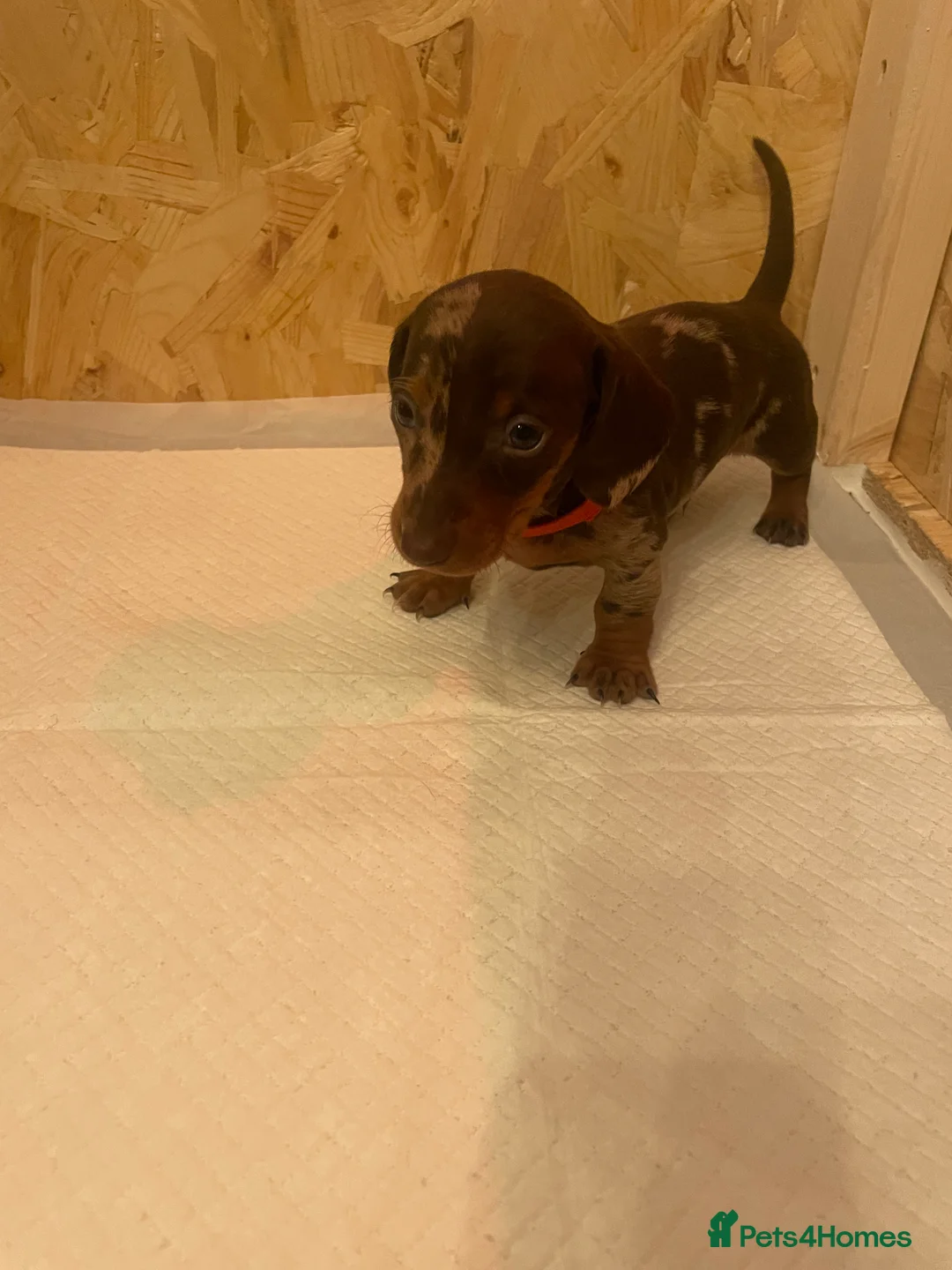 Dachshund dogs for sale: Dachshund puppies - Advert 9