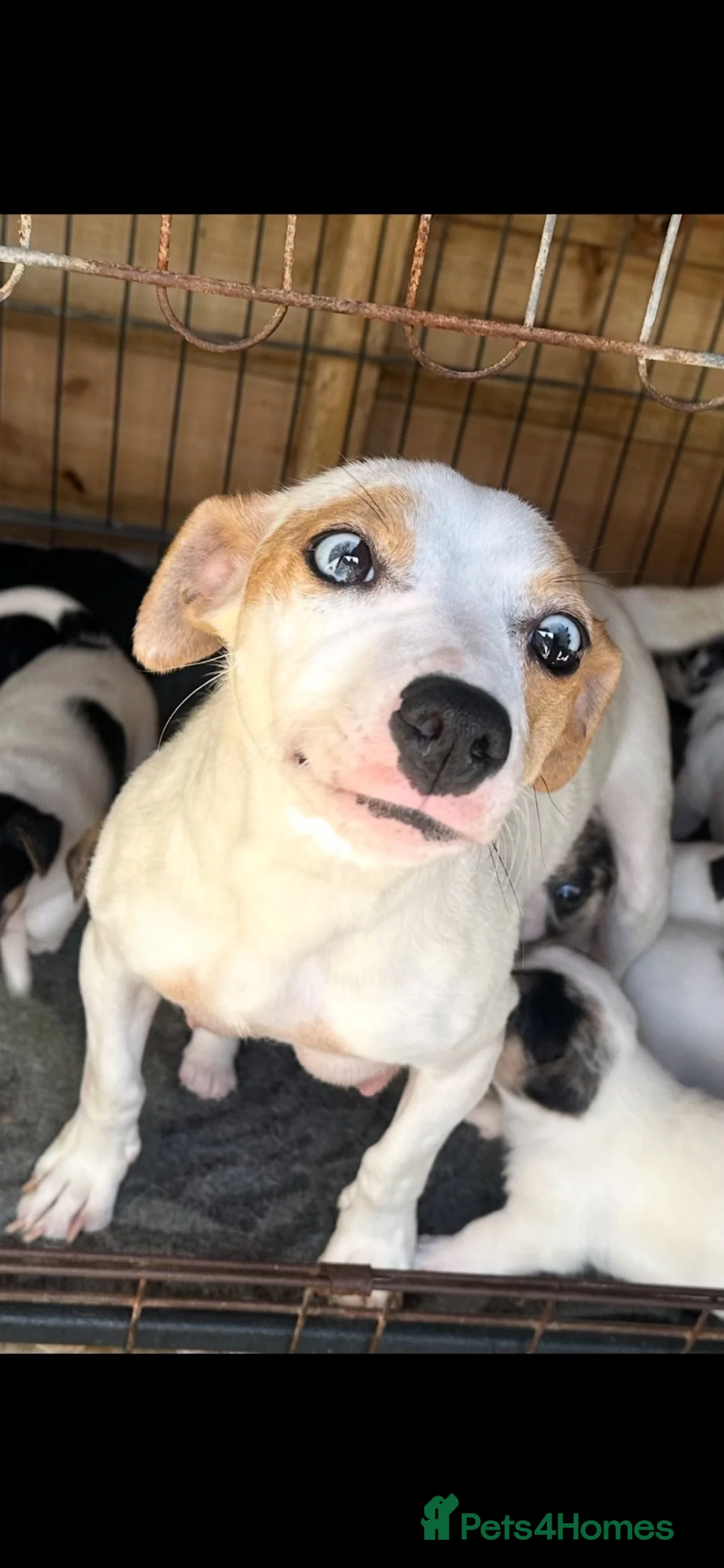 Jack Russell dogs for sale: Stunning jack Russell puppies  in Doncaster - Advert 2