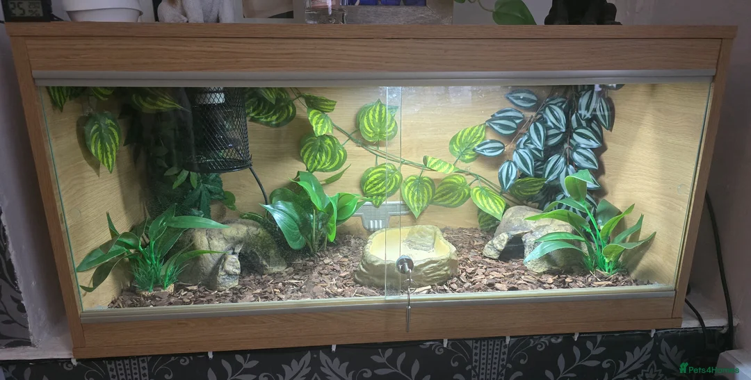 Python Snake reptiles for sale: Bananna pastel female royal python and setup  in Tonypandy - Advert 1