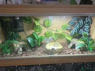 Python Snake reptiles Bananna pastel female royal python and setup - Advert 1