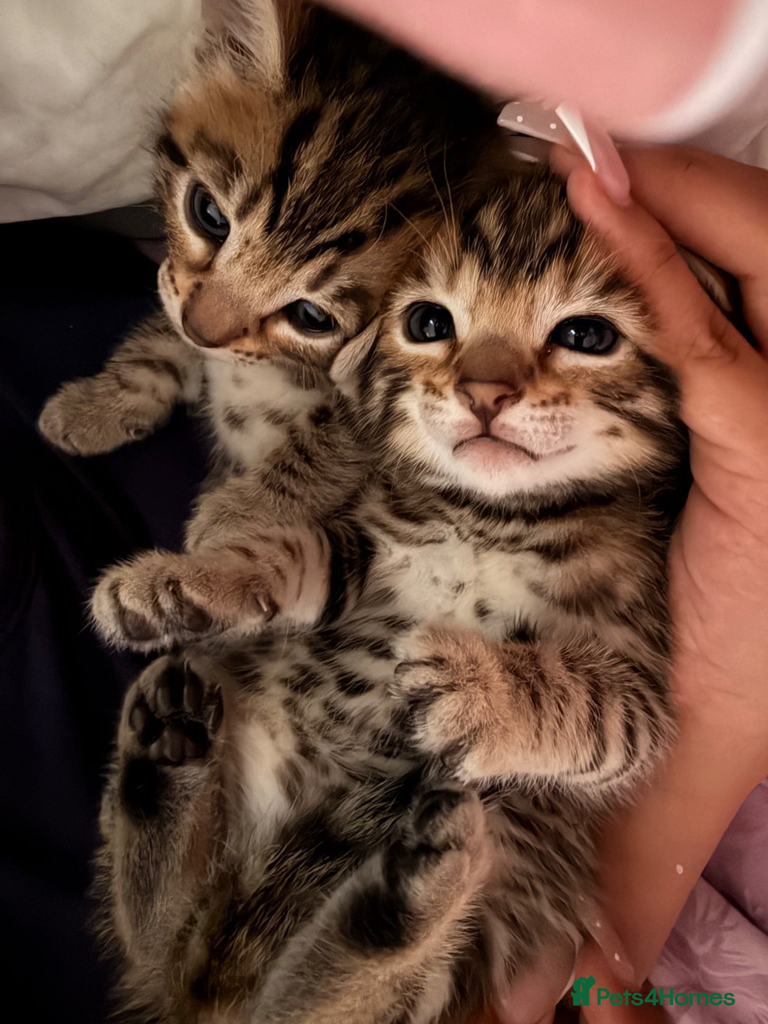 Bengal cats Beautiful bengal kittens 🐾🐾🐾 - Advert 10