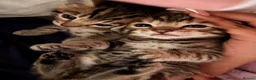 Bengal cats for sale: Beautiful bengal kittens 🐾🐾🐾 - Advert 2