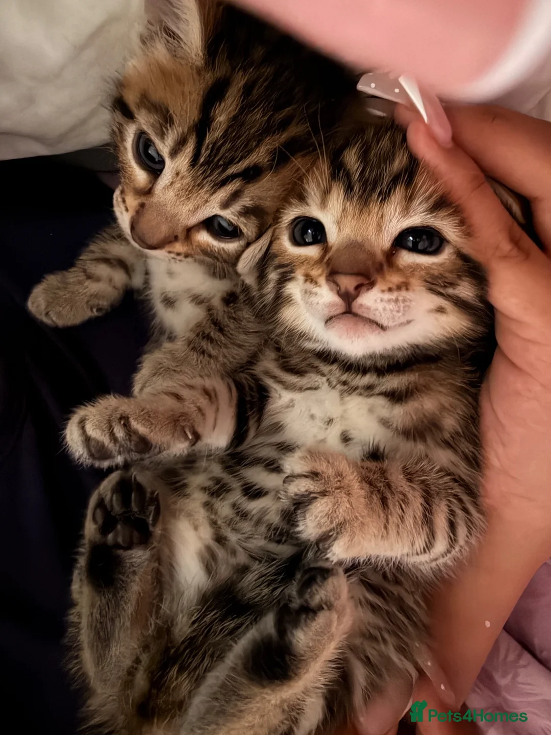 Bengal cats for sale: Beautiful bengal kittens 🐾🐾🐾 - Advert 2