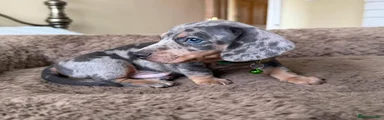 Miniature Dachshund 4
