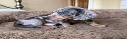 Miniature Dachshund dogs for sale: Beautiful Mini Dachshund Puppies - READY SOON ! in Paignton - Advert 4