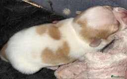 Chihuahua dogs for sale: Kc registered chihuahua pups  - Image 2