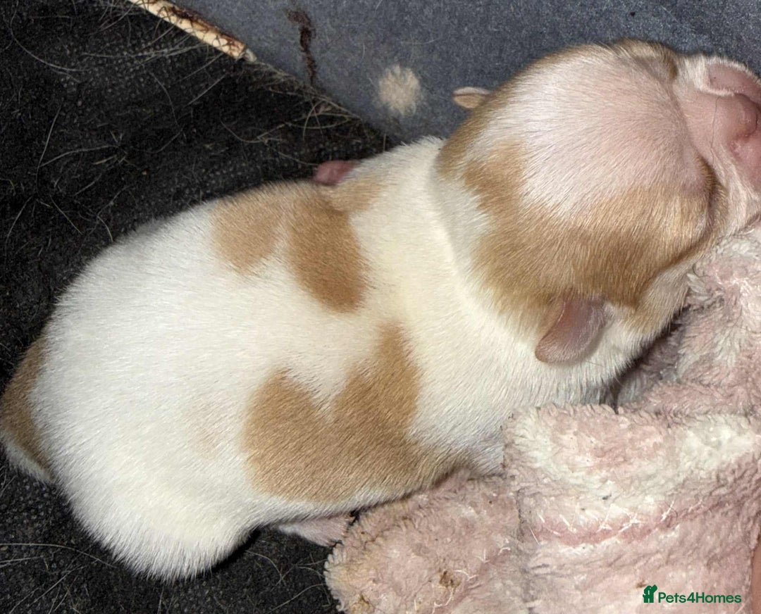 Chihuahua dogs for sale: Kc registered chihuahua pups  - Image 2