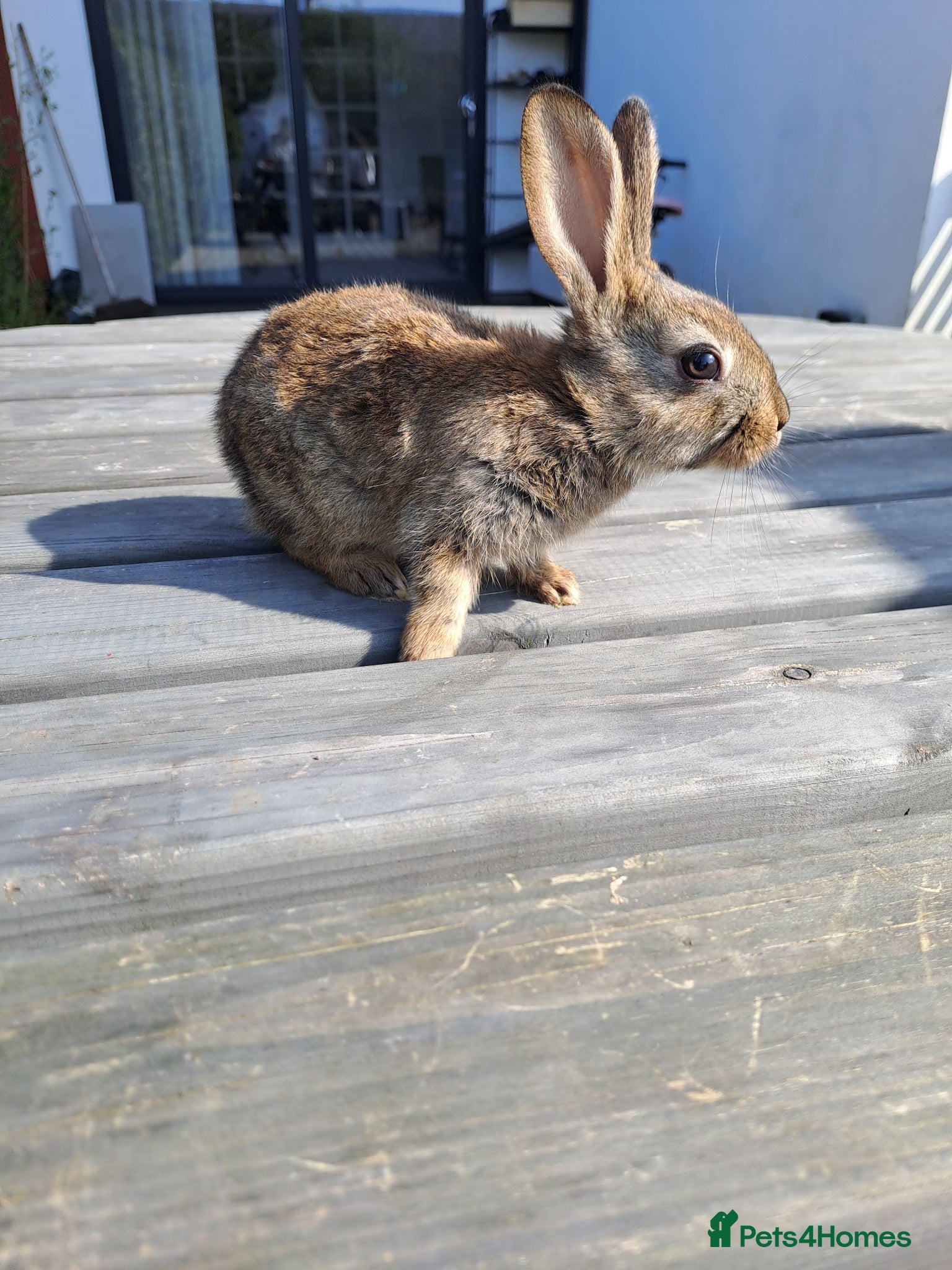 English Lop rabbits Belgian Hare / English  - Advert 2