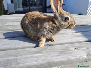 English Lop rabbits Belgian Hare / English - Advert 3