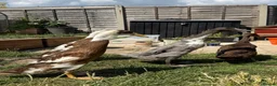 Ducks poultry for sale: Show line Indian Runner Drakes - Advert 5