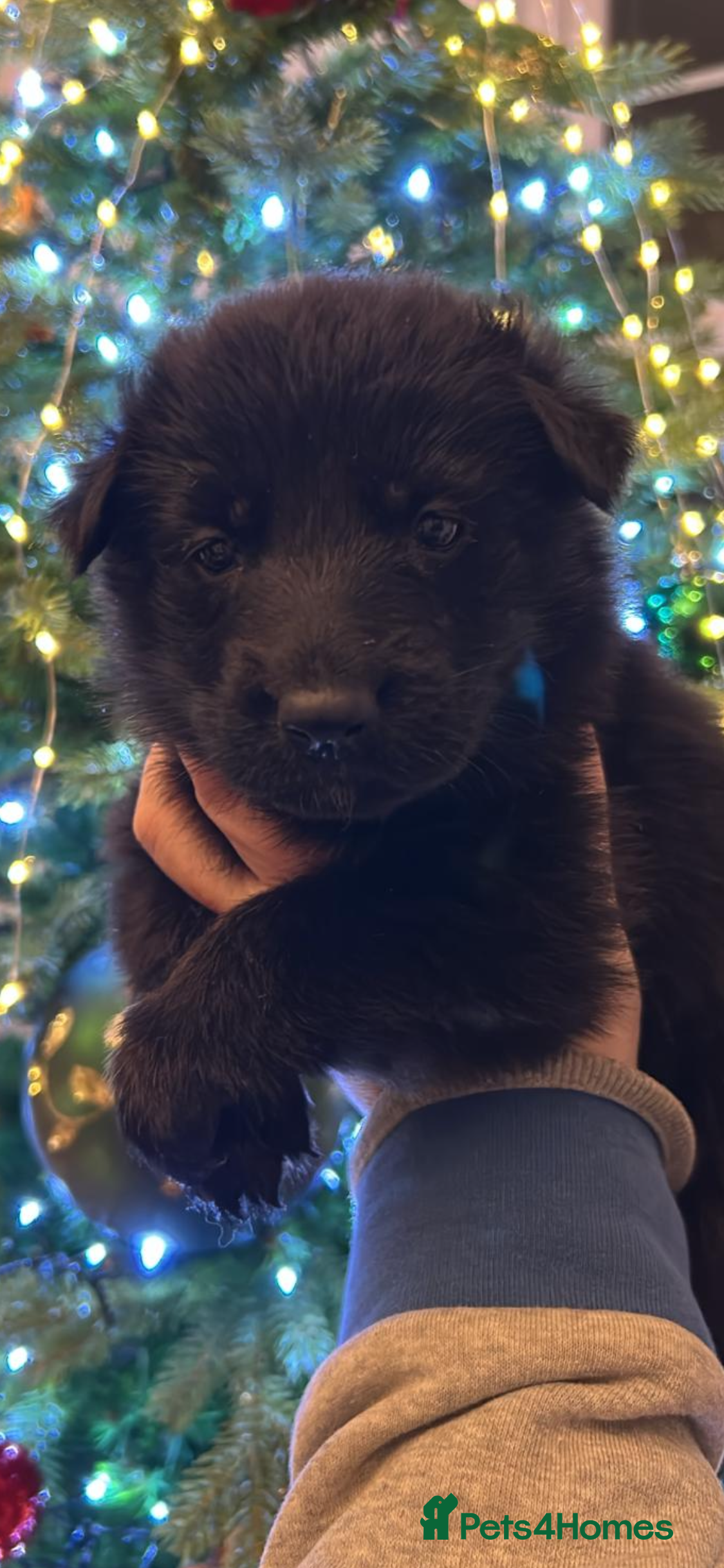 German Shepherd dogs German Shepherd puppies - Advert 3