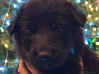 German Shepherd dogs German Shepherd puppies - Advert 3