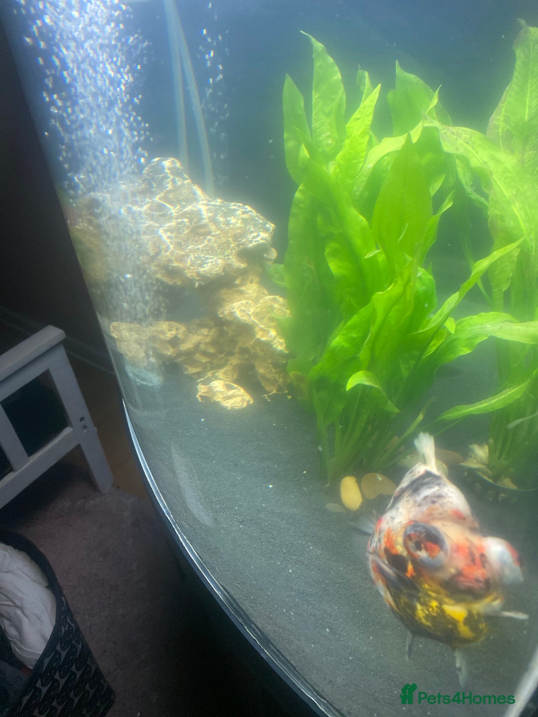 Fancy Goldfish fish for sale: 3 big fancy goldfish  - Advert 2