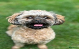 Mixed Breed dogs for sale: Adorable puppies - Image 17
