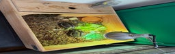 Hermann Tortoise reptiles for sale: Western dwarf Tortoise - Advert 4
