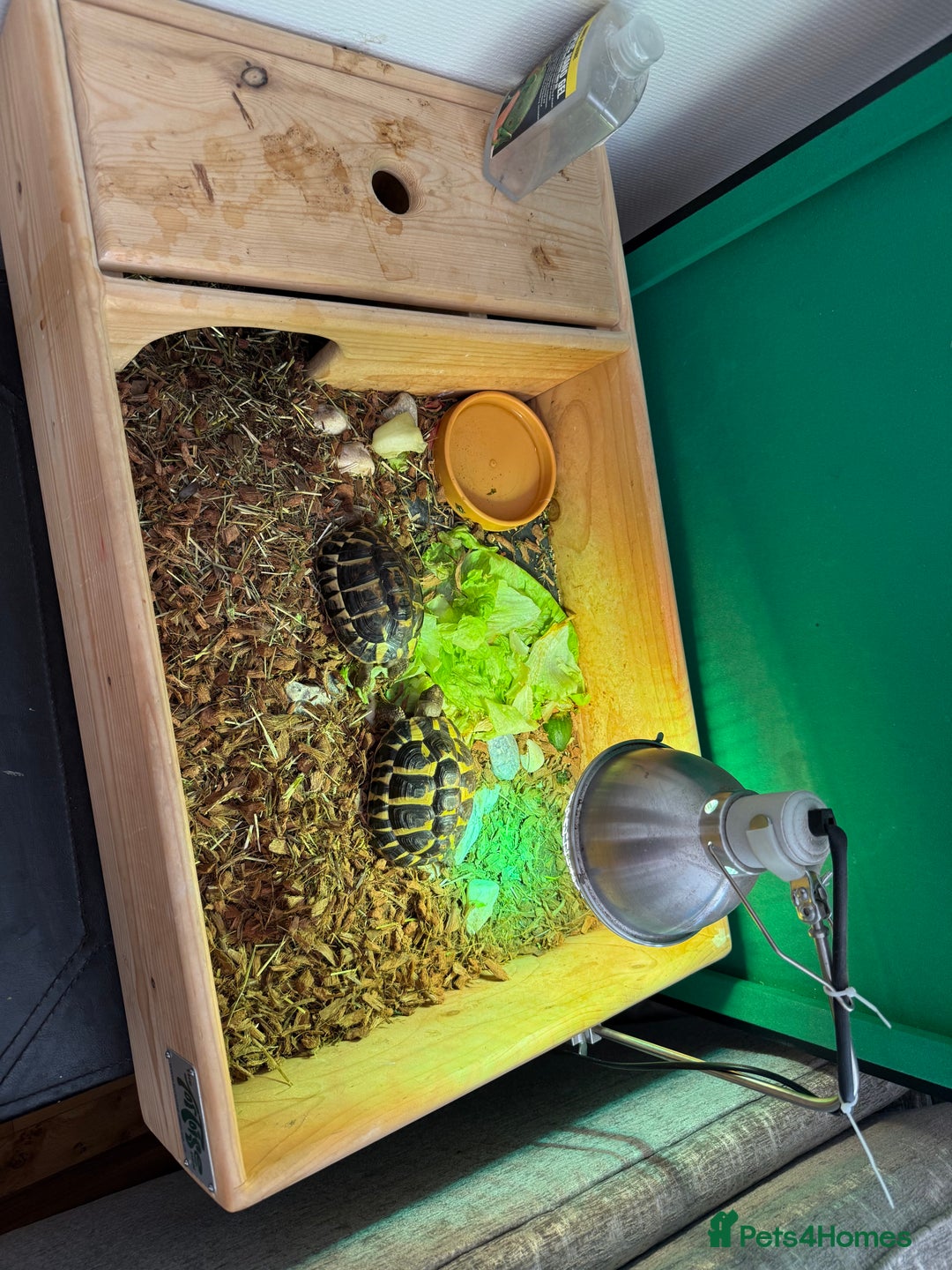 Hermann Tortoise reptiles for sale: Western dwarf Tortoise - Advert 4