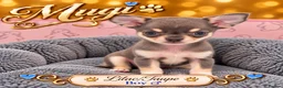 Chihuahua dogs for sale: 🐾3 Beautiful Chihuahua Puppies Raised with Care  in St Albans - Advert 5