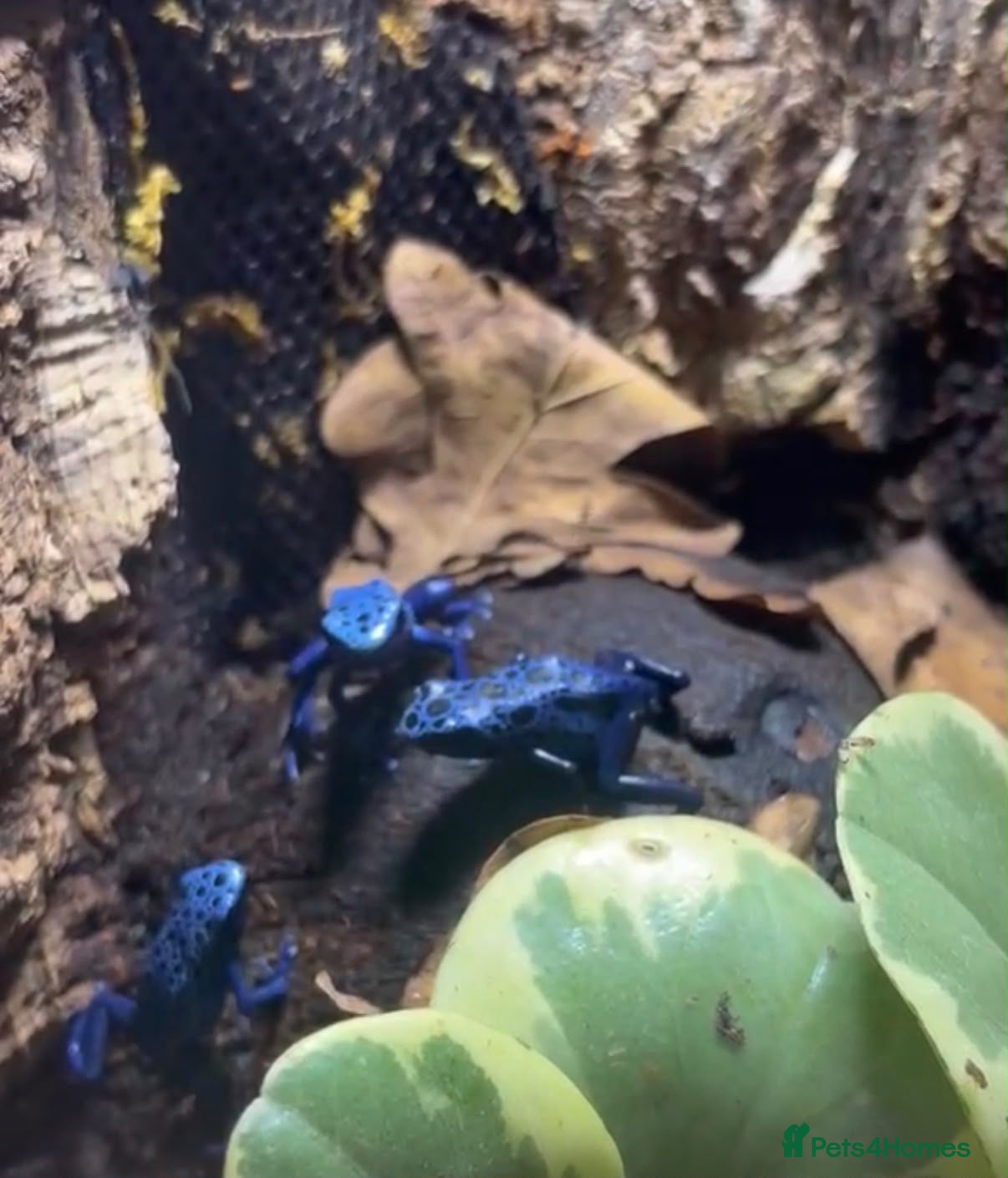 Frog reptiles Blue dart frog - azureus  - Advert 10