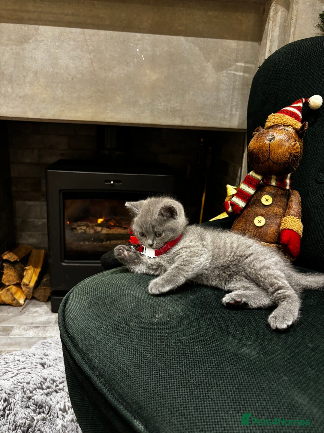 British Shorthair cats for sale: British Shorthair Kittens - Advert 34