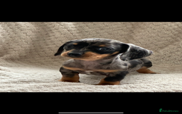 Miniature Dachshund dogs for sale: Kc registered miniature dachshund puppies  - Image 6