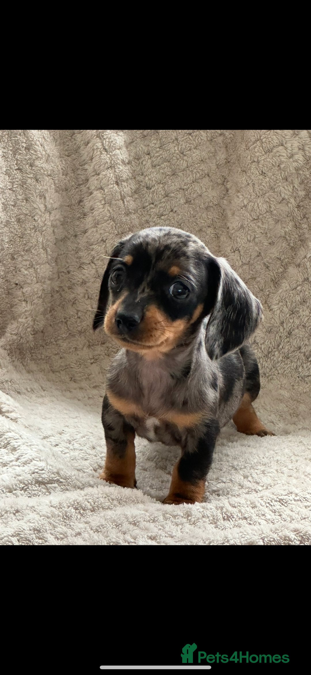Miniature Dachshund dogs for sale: Kc registered miniature dachshund puppies  - Image 6