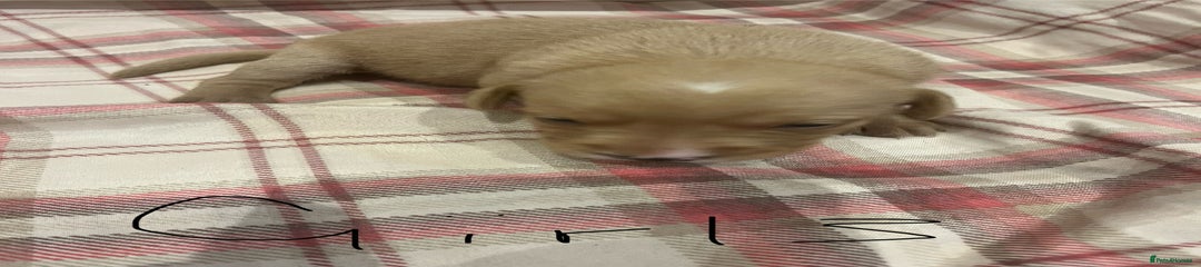 Goldador Puppy 3
