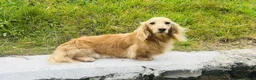 Miniature Dachshund dogs for stud: Cream long hair miniature dachshund stud dog  - Advert 4
