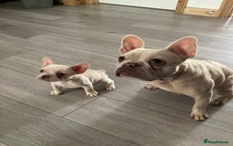 French Bulldog dogs for sale: 2 lovely French bulldog boys for sale  - Image 15