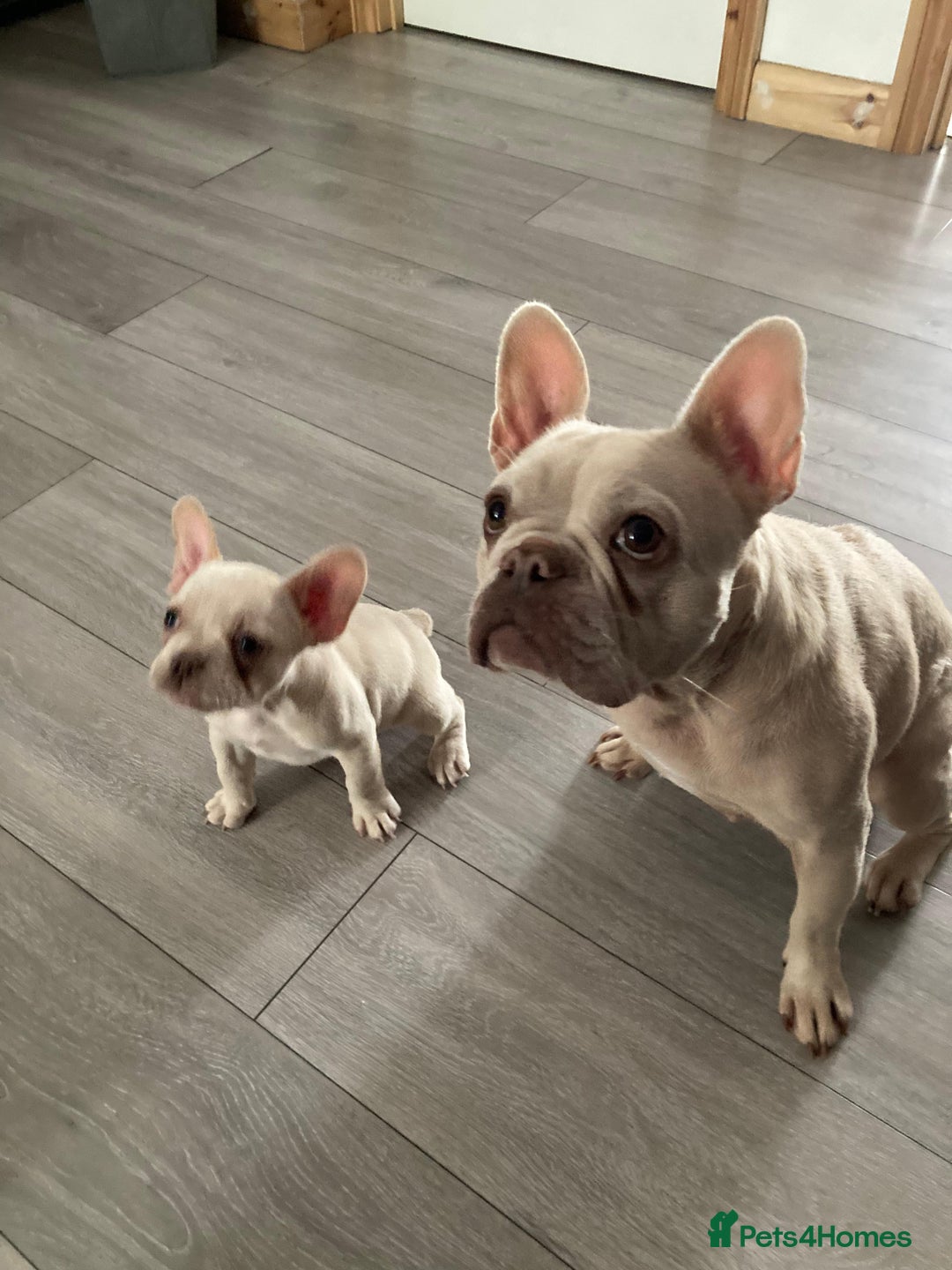 French Bulldog dogs for sale: 2 lovely French bulldog boys for sale  - Image 15