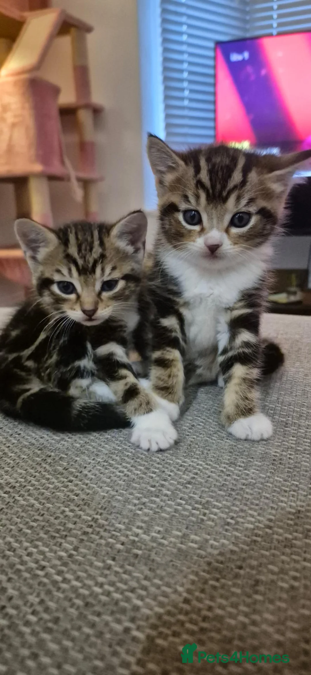 Mixed Breed cats for sale: Beautiful Tabby kitten - Advert 1