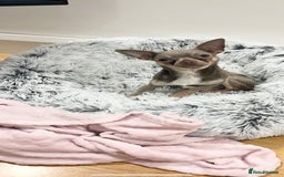 Chihuahua dogs for stud: Proven Lilac KC registered chihuahua for stud  in Liverpool - Image 11