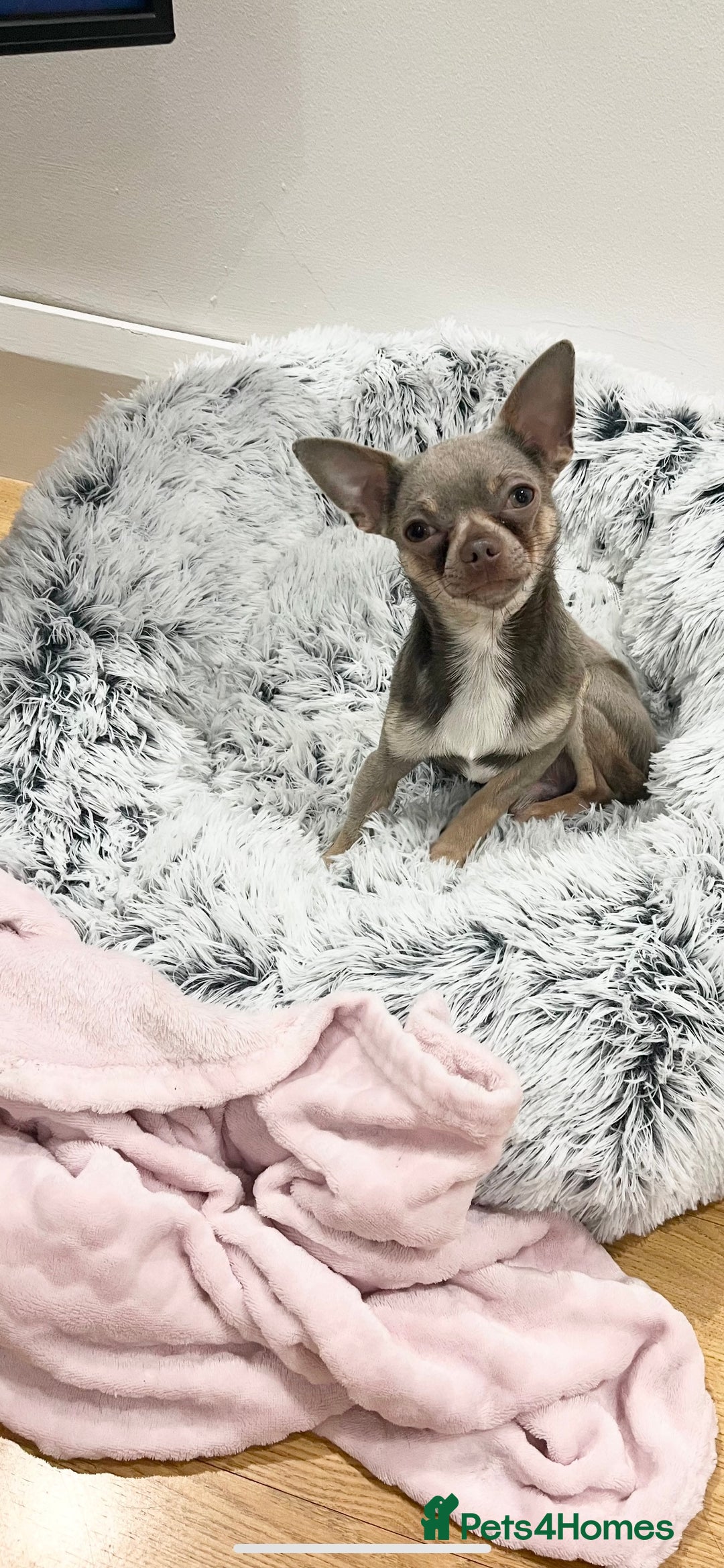 Chihuahua dogs for stud: Proven Lilac KC registered chihuahua for stud  in Liverpool - Image 11