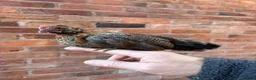 Chickens poultry for sale: Serama chickens for sale  - Advert 8