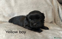 Shihpoo dogs for sale: Shihpoo puppies for sales - Image 3