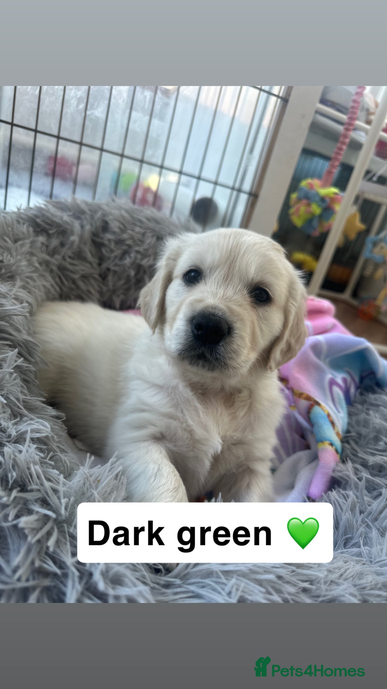 Golden Retriever dogs Beautiful kc reg cream golden retriever puppies - Advert 7