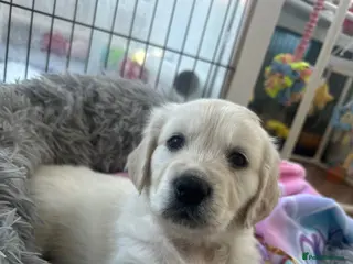 Golden Retriever dogs Beautiful kc reg cream golden retriever puppies - Advert 7