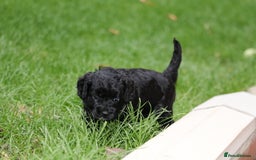 Cavapoo dogs for sale: Cavapoo  - Image 18