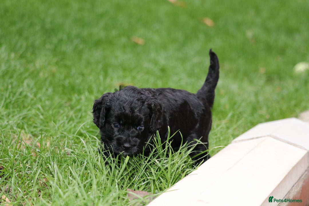 Cavapoo dogs for sale: Cavapoo  - Image 18